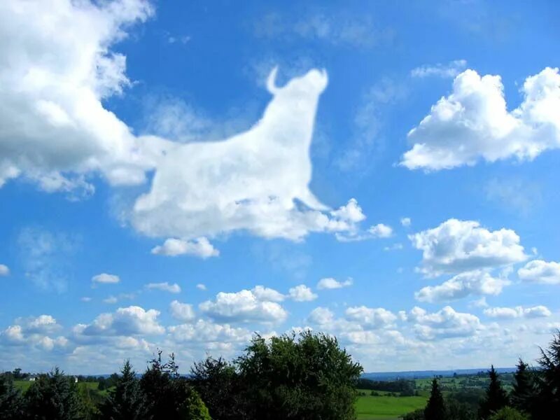 Облака в форме животных. Облака похожие на животных. Облако в виде коровы. Фигуры из облаков.