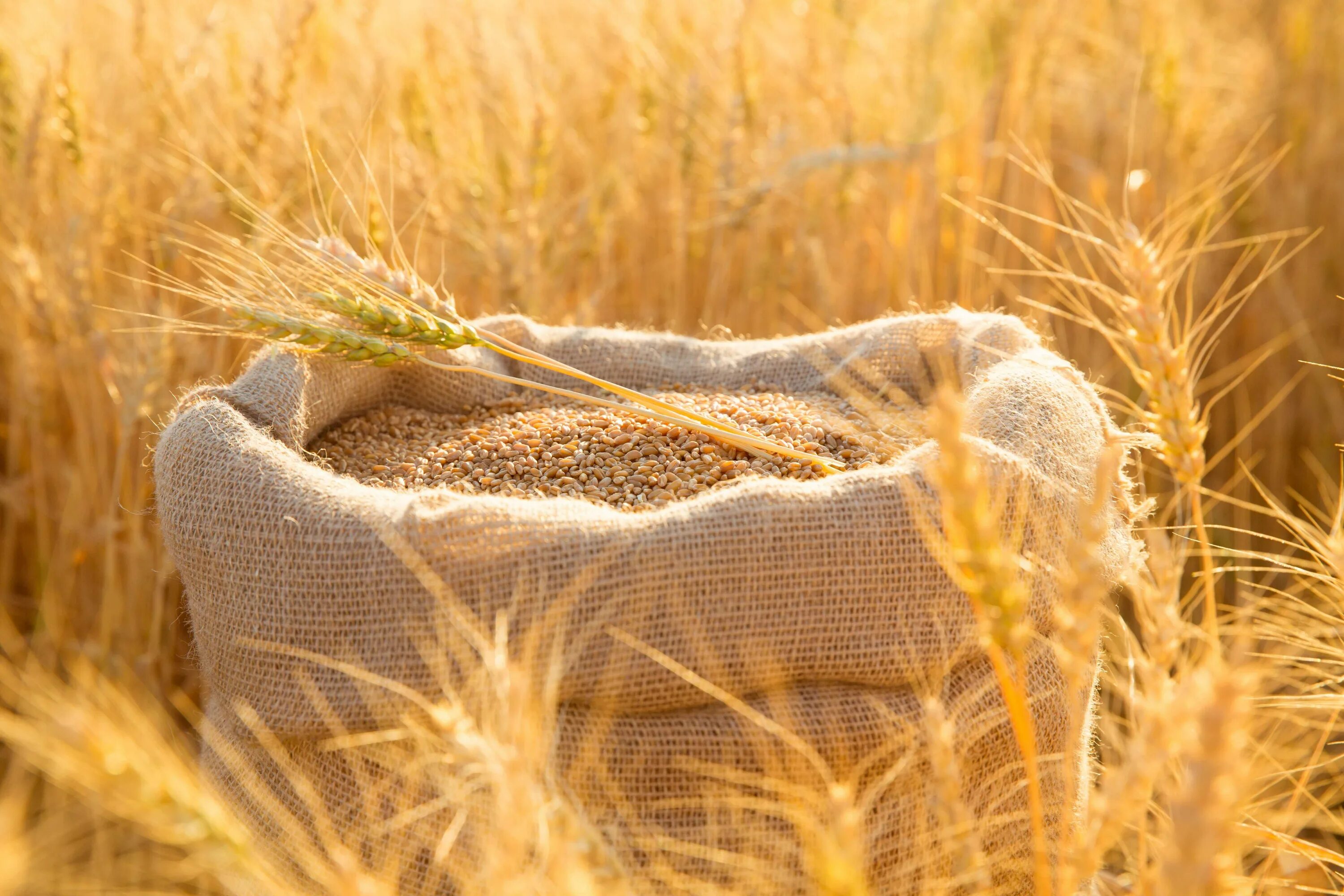 Пшеница в мешках. Мешок с зерном. Запасы зерна. Мешки для зерна на поле.