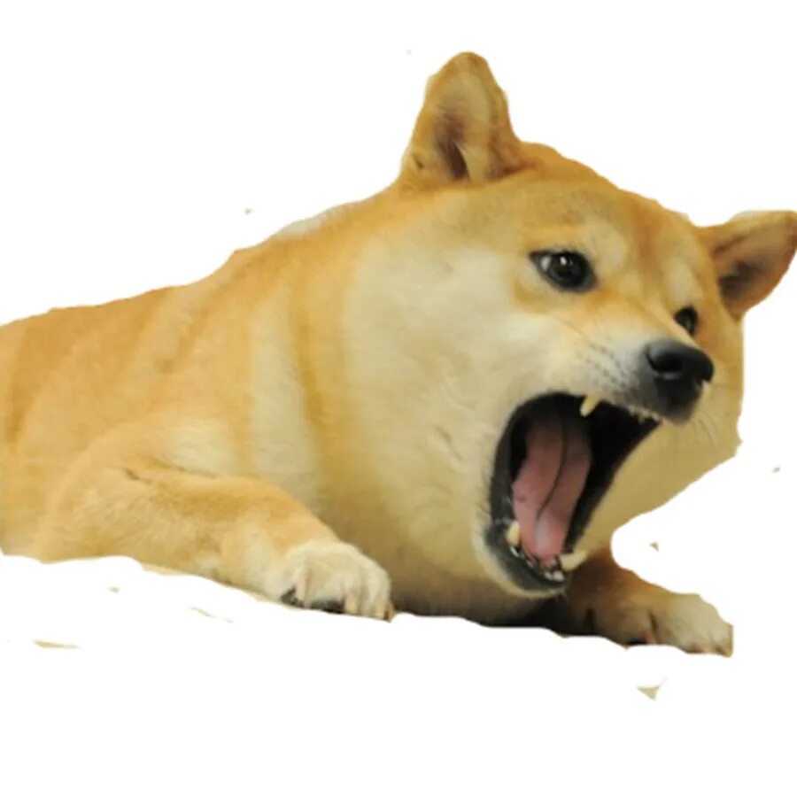 Акита ину doge. Сиба-ину догги. Сиба ину доги. Лицо доги. Doge собака.