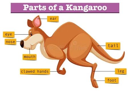 Kangaroo перевод на русский с транскрипцией