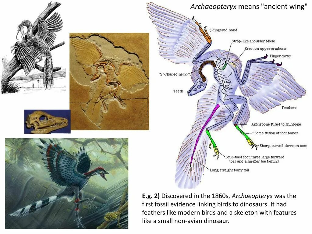Археоптерикс скелет. Археоптерикс вид снизу. Передние конечности археоптерикса. Археоптерикс отпечаток. Скелет археоптерикса