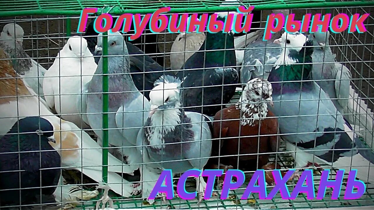 Рынок в голубом. Blue souk шарджа. Рынок в голубом. Голубиный рынок в бронницах. Синий рынок псков.
