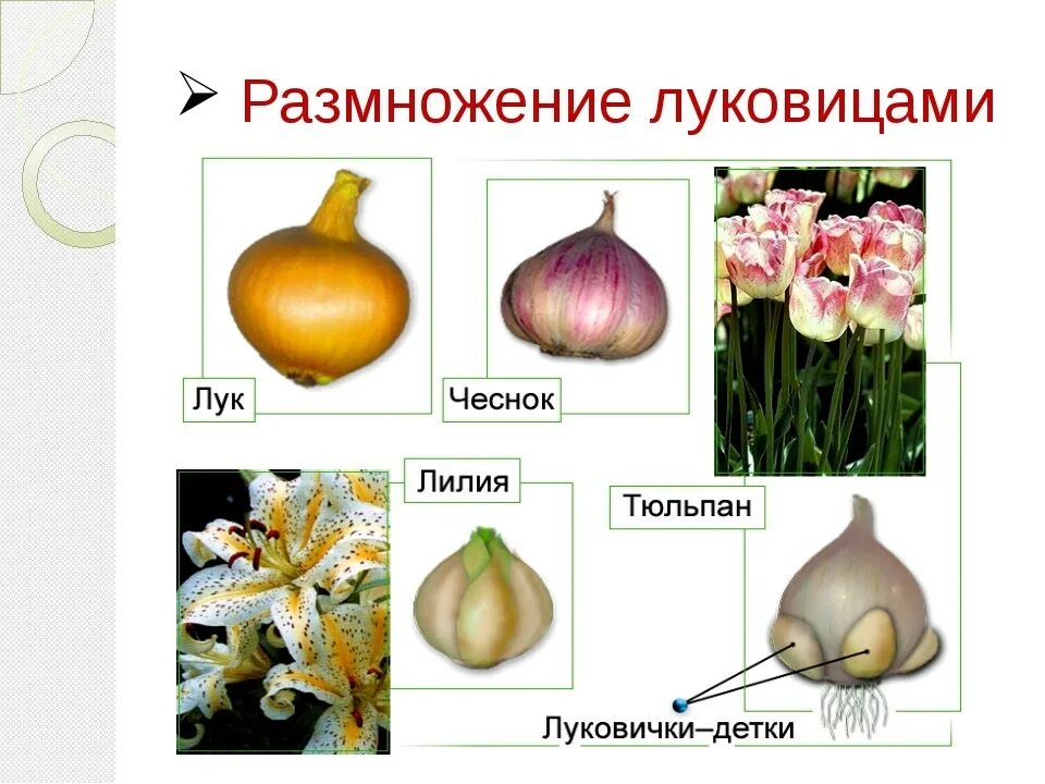 Вегетативное размножение луковицами лук. Вегетативное размножение луковицы тюльпана. Бесполое размножение луковицами. Чеснок видоизмененный корень