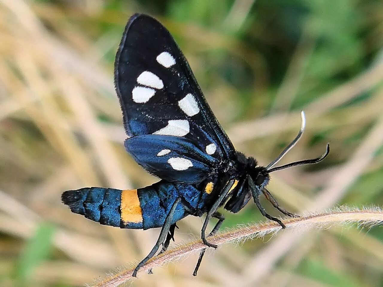 Бабочка коричневая с пятнышками. Бабочка с пятнами. Ложная пестрянка. Бабочка белая. Окрас бабочек адмирал.