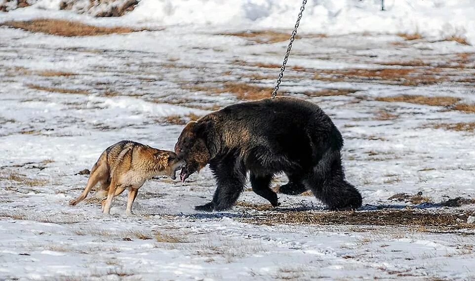 Охота с Восточно сибирской лайкой. Медведь охотится. Собака вывела из леса медведей