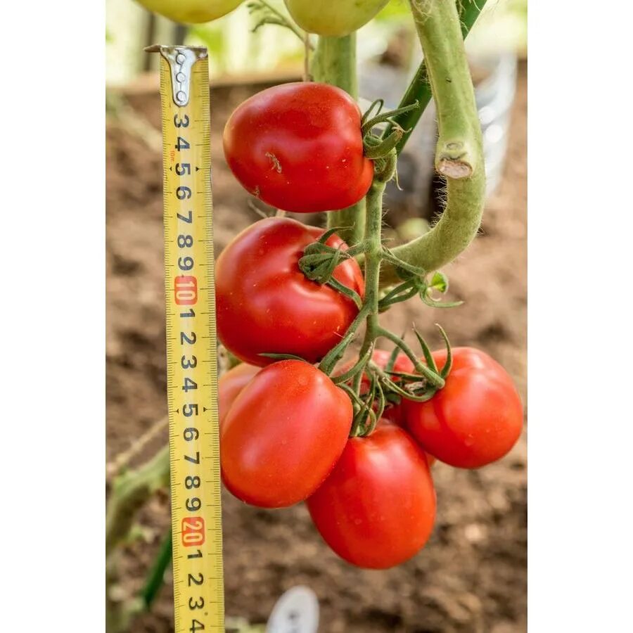 Томат великосветский отзывы. 05гр. Партнер семена томата великосветский. Томат великосветский отзывы. Томат великосветский отзывы.