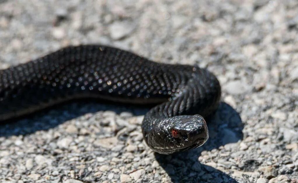 Гадюка Никольского (Vipera nikolskii). Обыкновенная гадюка меланист. Змея гадюка Никольского. Чёрная гадюка змея.