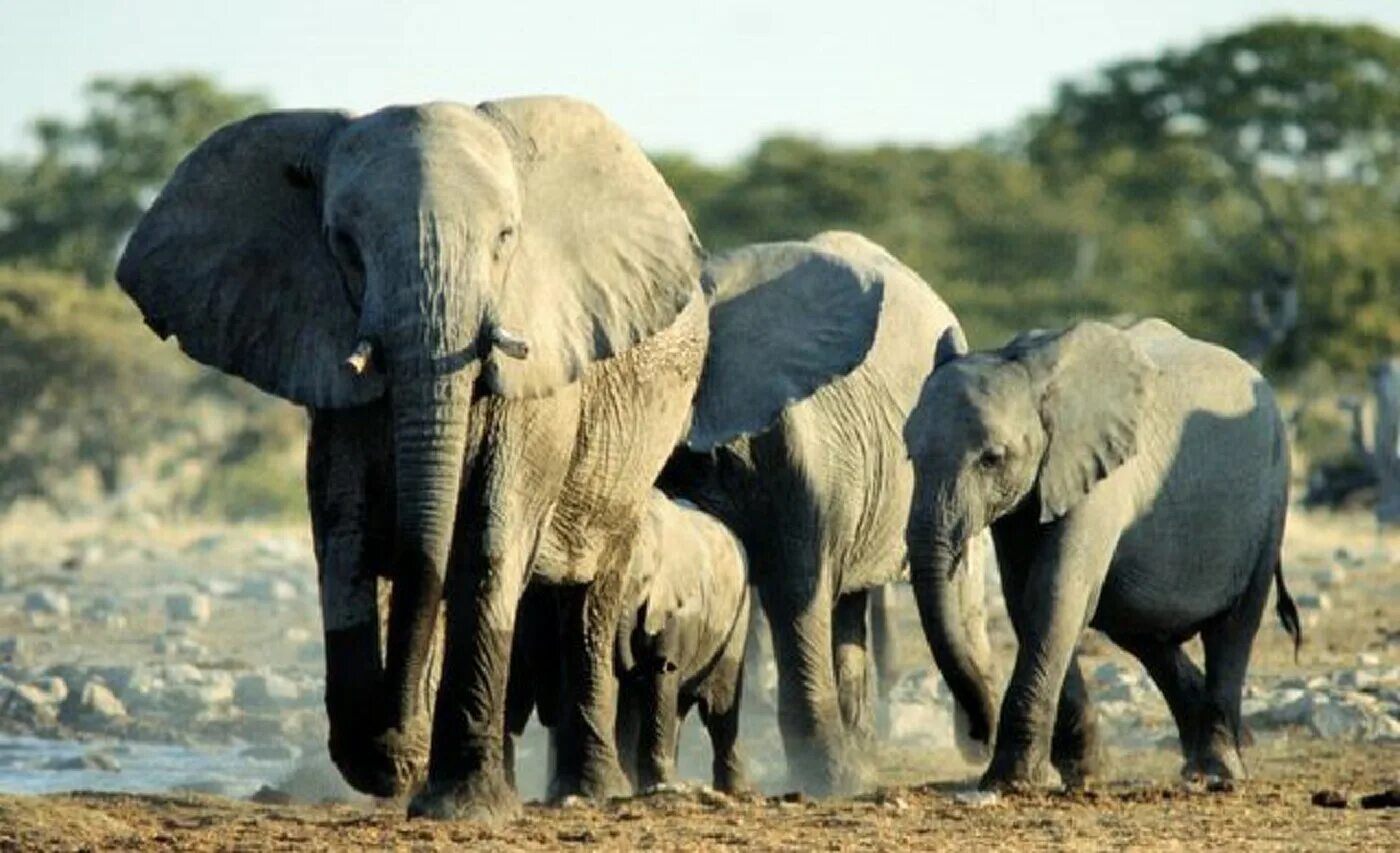 Elephant множественное. Слоны на водопое. Слоны идут на водопой. Четыре слона. Звери на водопое.