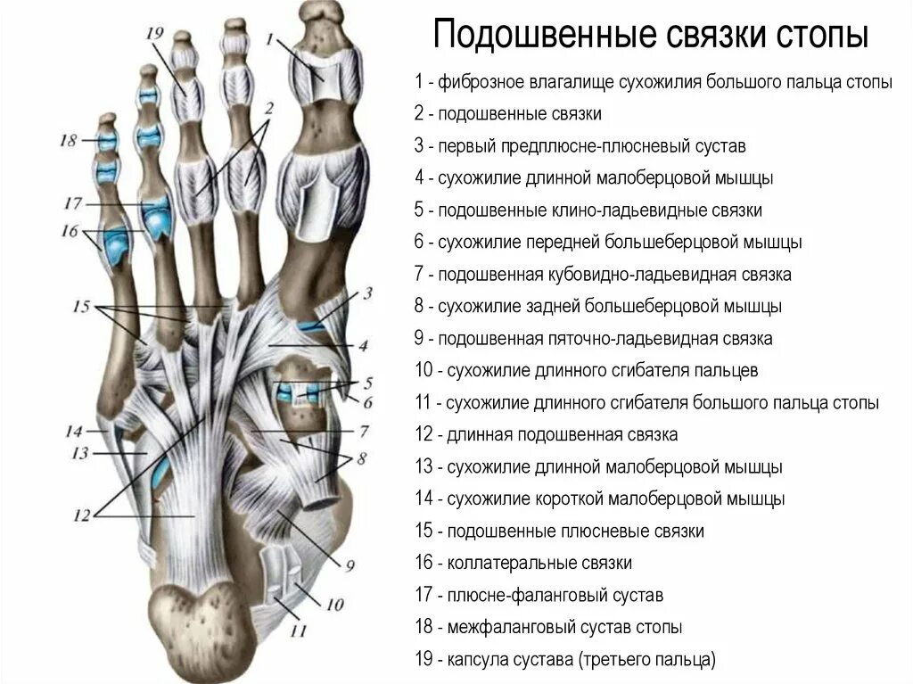 Связки свода стопы анатомия. Подошвенная пяточно-ладьевидная связка. Стопа мышцы связки анатомия строение. Анатомия ладьевидной кости стопы.