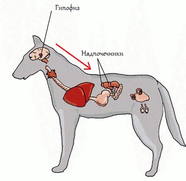 Где у собаки железы. Синдром Кушинга Ветеринария. Надпочечники у собаки анатомия. Синдром Кушинга у собак симптомы.