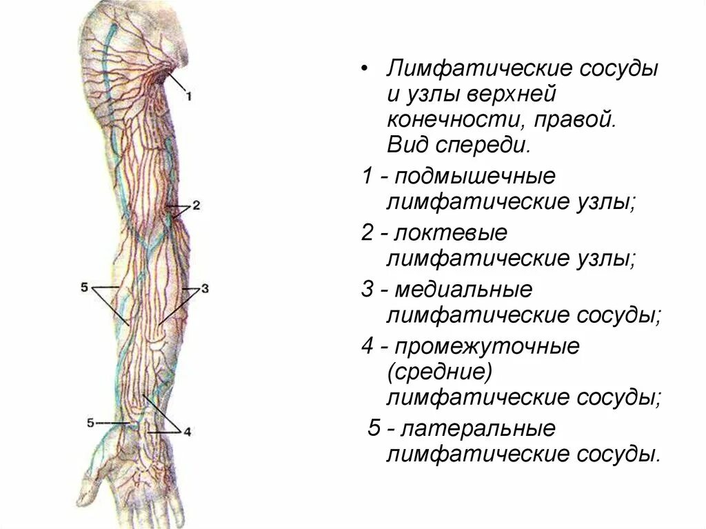 Верхние лимфатические узлы