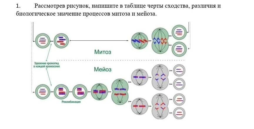 Митоз мейоз таблица с рисунками. Отличие митоза и мейоза в картинках. Таблица сходства и различия митоза. Составьте схему распределения хромосом в митозе. Процесс мейоза лежит в основе