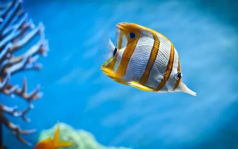 4 - jpg fish