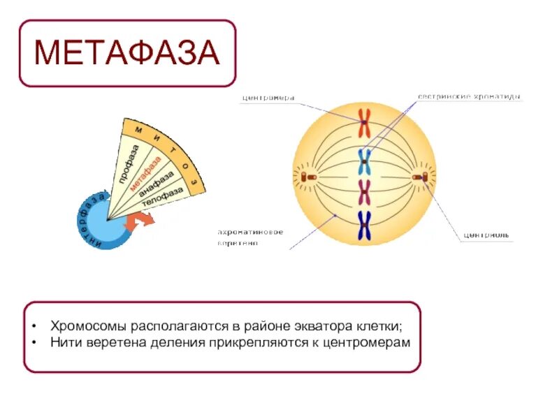 Формирование веретена деления в какой фазе. Схема строения веретена деления в метафазе. метафаза строение. метафаза митоза веретено деления. метафаза веретено деления.