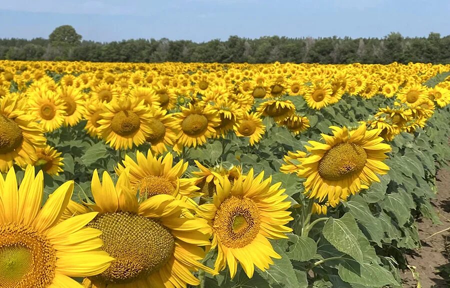Сорта декоративных подсолнухов. Какие сорта подсолнечника. Какие сорта подсолнечника. Подсолнечник сорт лакомка. Какие сорта подсолнечника.