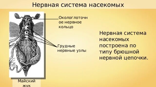 Тип нервной системы майского жука. Тип нервной системы майского жука