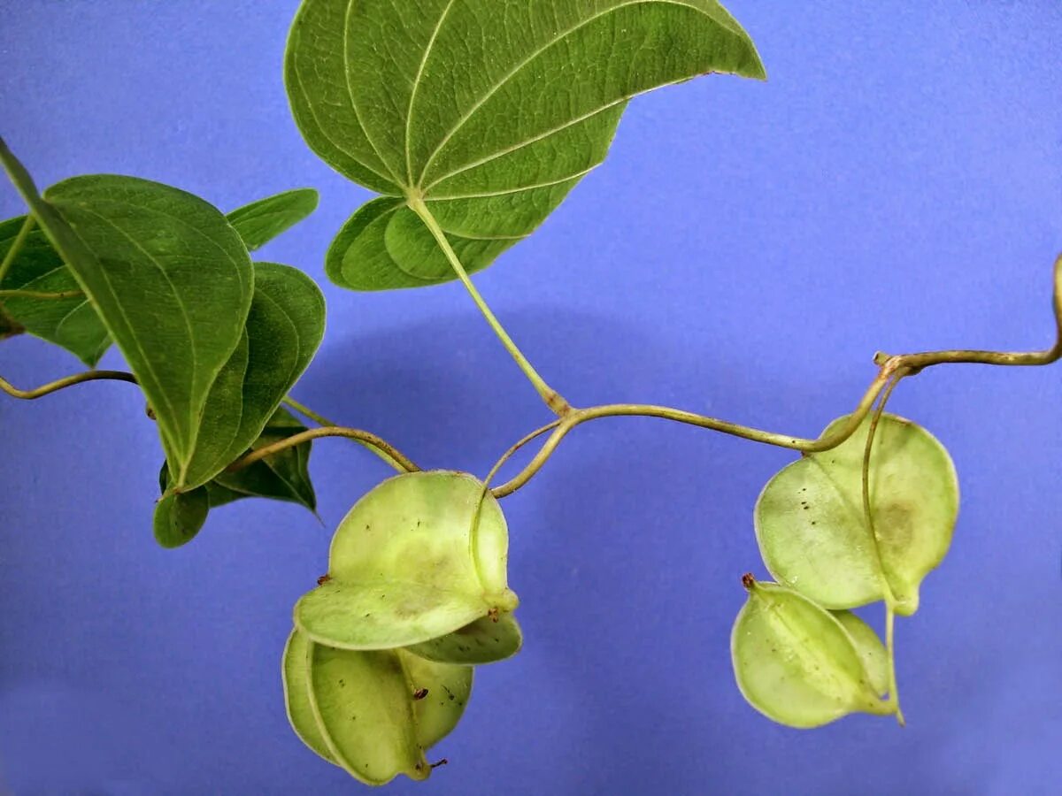 Диоскорея отзывы врачей. Диоскорея ДИСКОЛОР. Диоскорея виллоза. Dioscorea trifida. Диоскорея Триколор.