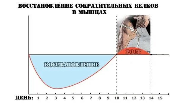 Сколько времени восстанавливаются мышцы