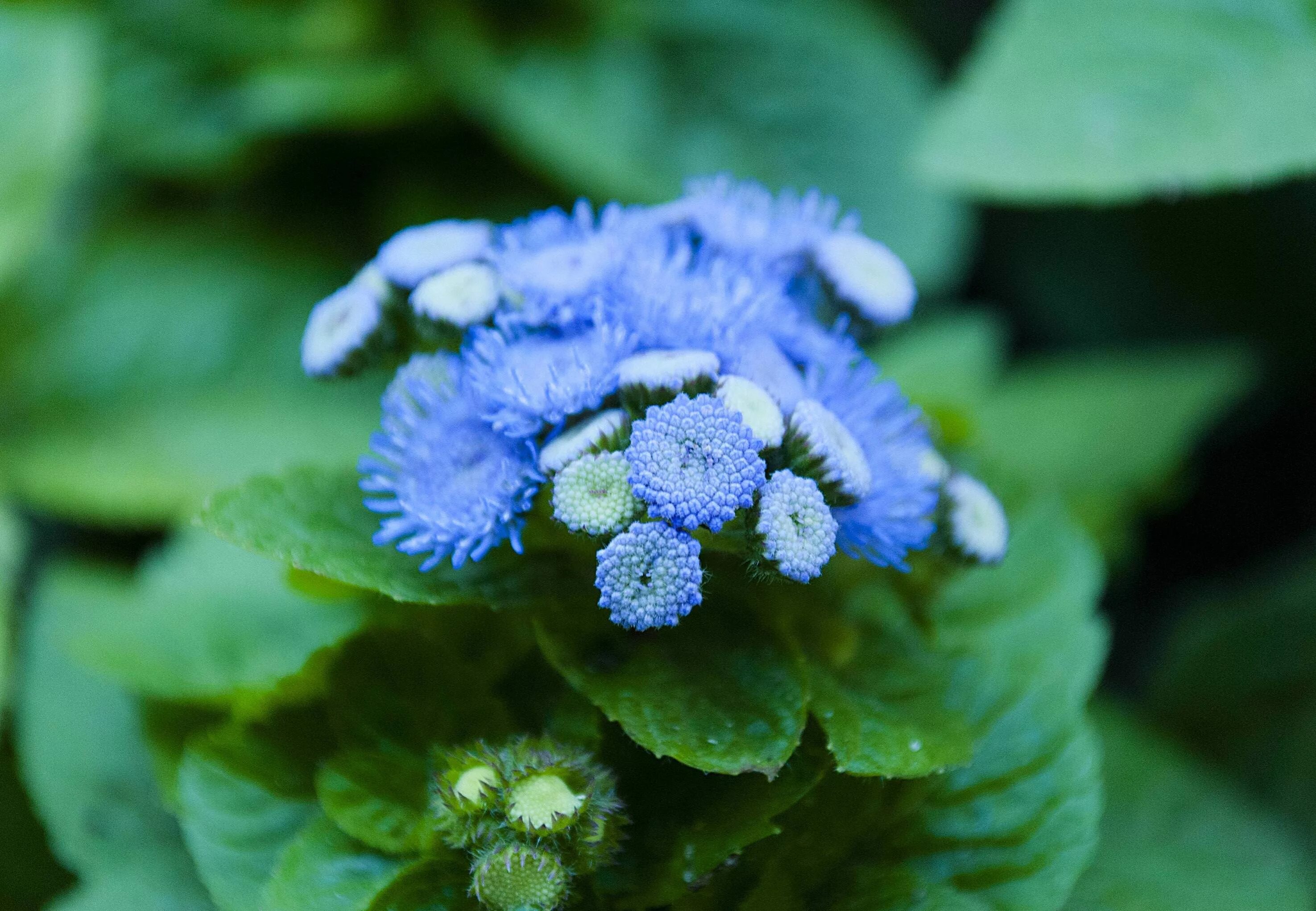 Купить семена Агератум или Долгоцветка Ageratum Nepttune Blue в Москве: доставка