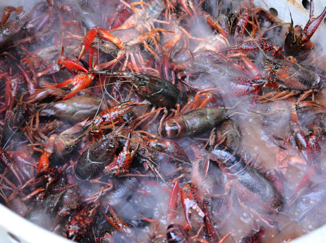 Volcano Crayfish. Crayfish Plague. Грязный цех варки краба. Порошок из панцирей раков,. Раков нужно варить