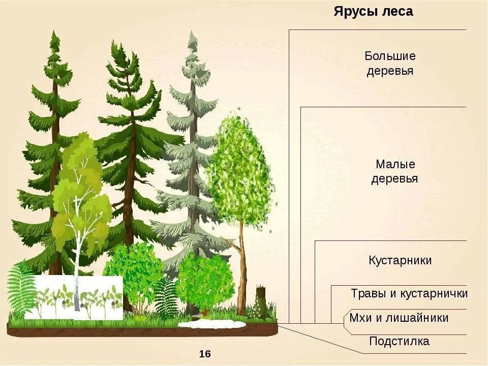 Растительные элементы леса. Лесные этажи ярусы лиственного леса. ярусы хвойно широколиственного леса. растения лесного фитоценоза по ярусам ярусы леса. ярусы леса схема.