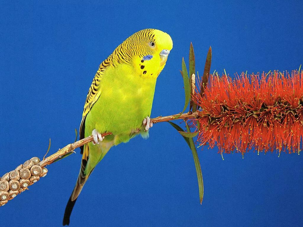 Попугаи волнистые попугайчики. Попугай зеленый волнистик. Волнистый попугайчик желтый. Желтолицый волнистый попугай.