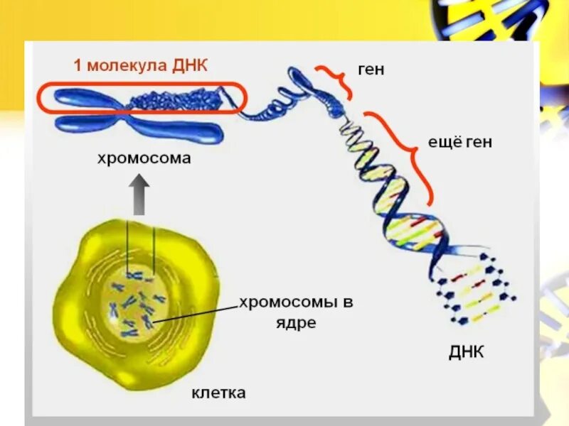 10 5 клеток днк. ДНК В ядре клетки. ДНК хромосомы гены. Хромосомы в ядре клетки. Ядро хромосомы гены.