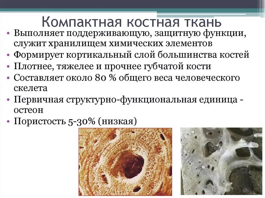 Участвует в образовании костной ткани. Пластинчатая костная ткань образует компактное вещество. Пластинчатая костная ткань остеобласты. Компактная костная ткань губчатая костная ткань. Строение костной ткани остеобласты.