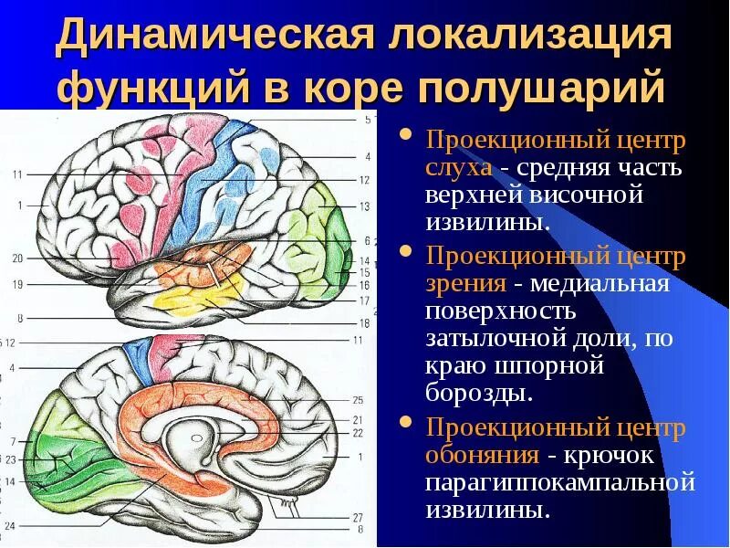 Корковые центры мозга. Учение о локализации функций в коре большого мозга:. Динамическая локализация функций в коре конечного мозга. Локализация функций в коре полушарий мозга. Динамическая локализация функций в коре больших.