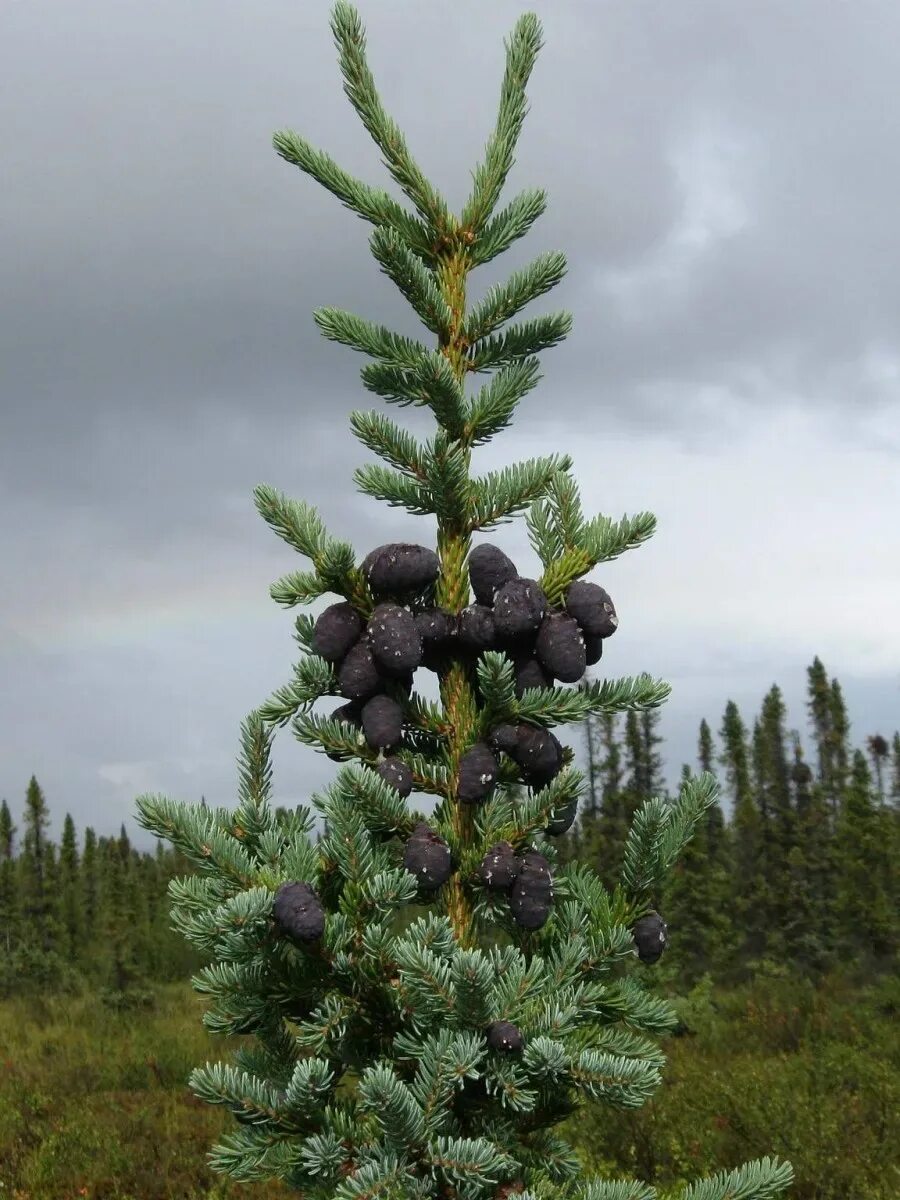 Сорта ели черной. Черная (Picea Mariana) 20шт.. Ель черная Ауреа. Ель черный принц. Семена черной ели.