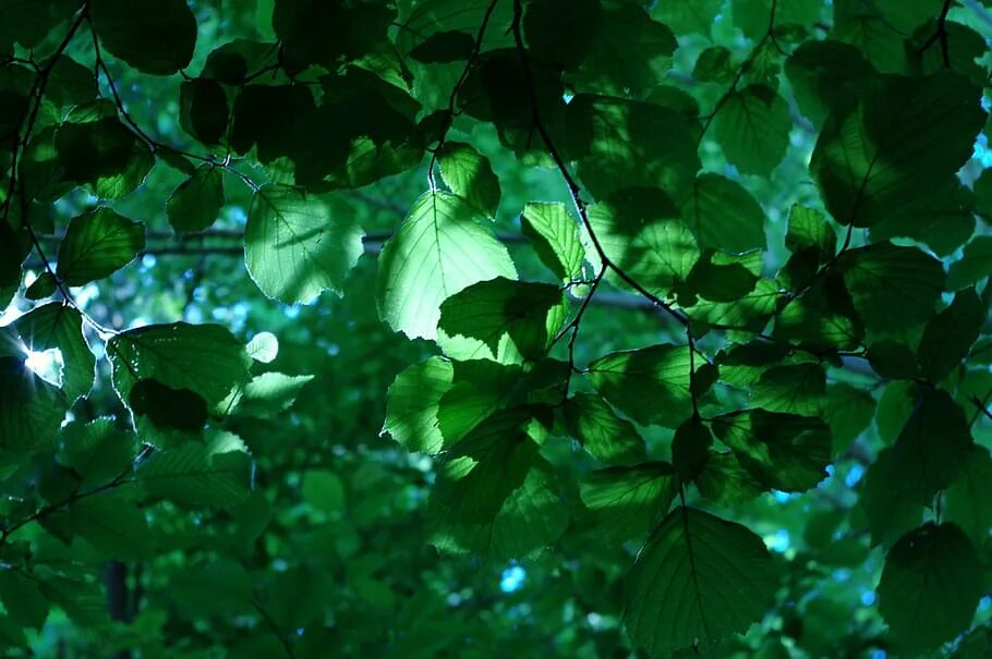 Осенняя ночь. Ночной осенний лес. Осенние листья. Ночная листва. Осенняя ночь.