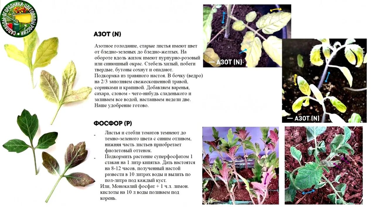 Недостаток питания у томатов по листьям. Листьях томата нехватка микроэлементов. Дефициты томатов по листьям. Как определить по листу что не хватает томатам.