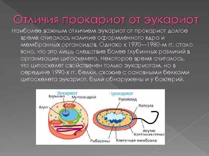 Дайте обозначение прокариоты и эукариоты