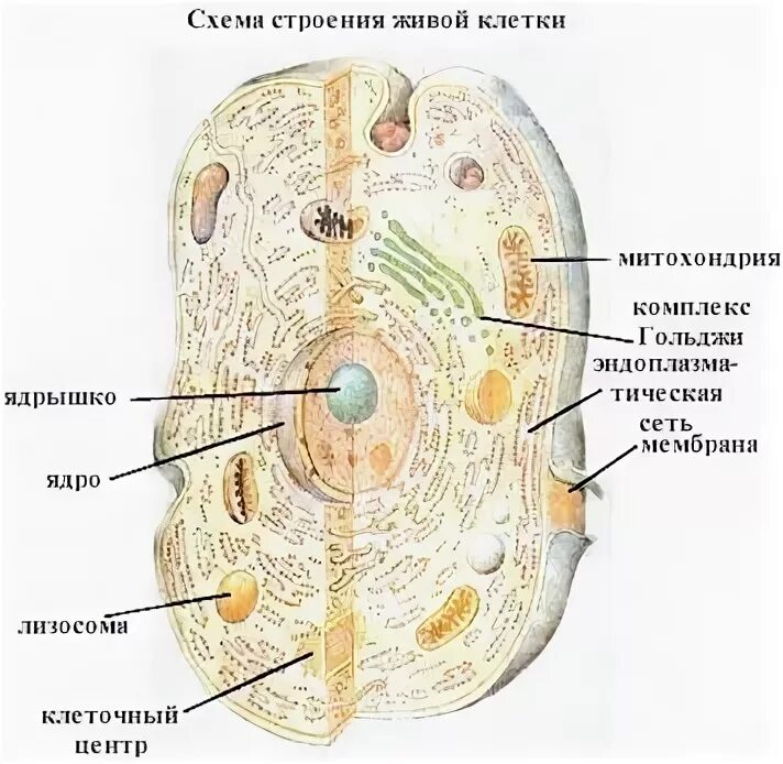 Точка ру биология. Анатомическое строение клетки человека. Строение клетки человека ЕГЭ.