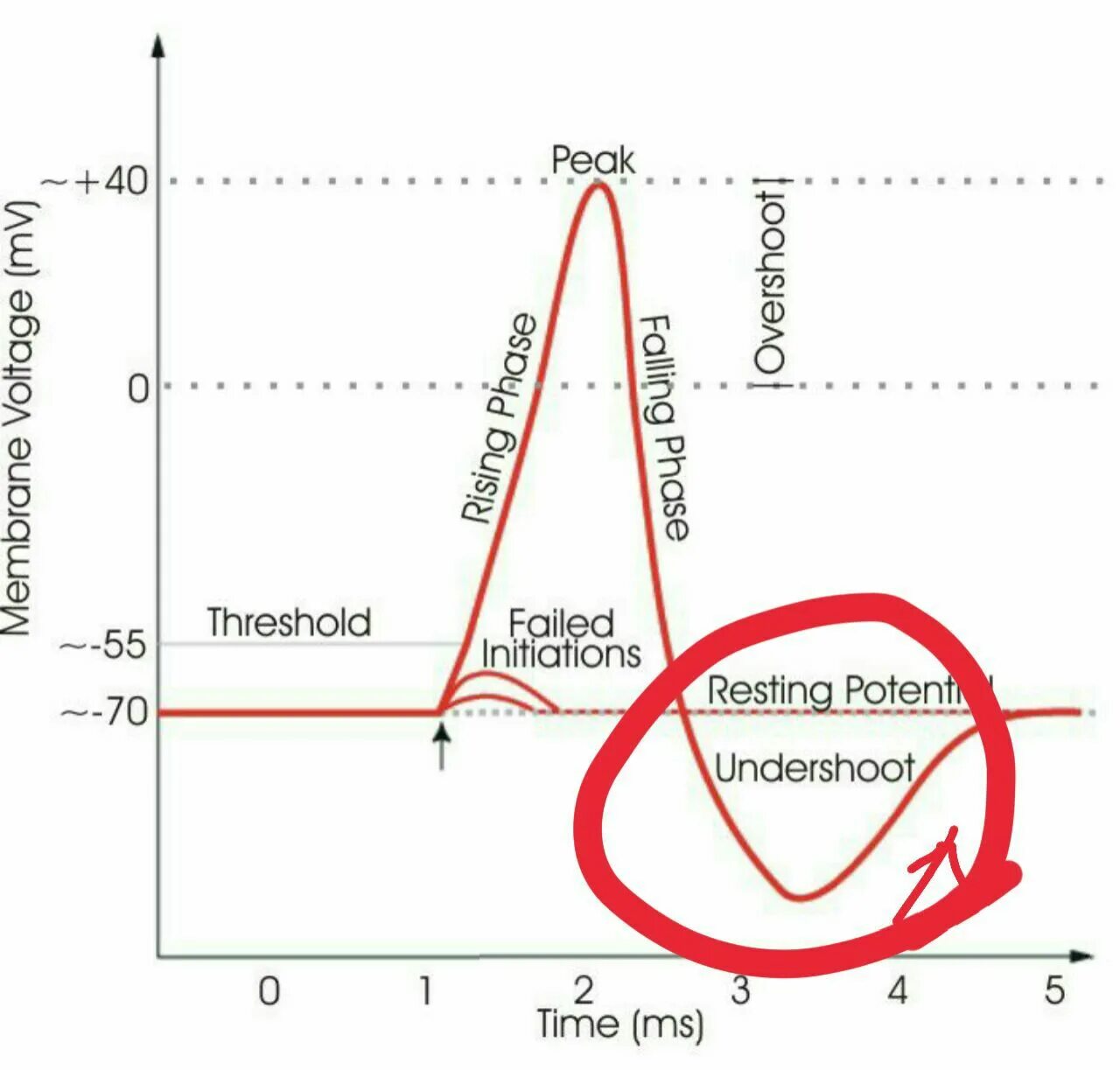 Resting potential and Action potential difference. Величина Peak Threshold в лимитере. Resting potential Cell.