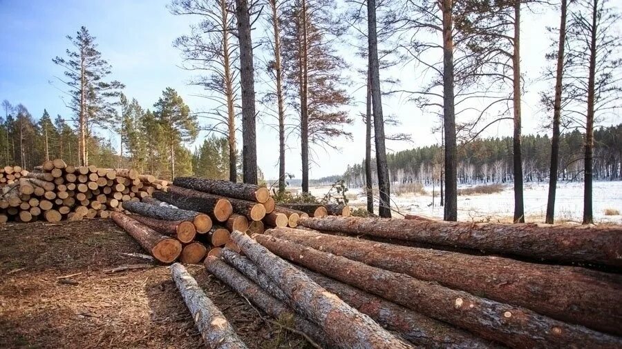 Вырубка лесов влияние на человека. Сплошная рубка леса. Рубки почему и. Проблема вырубки леса. Вырубка леса на байкале.