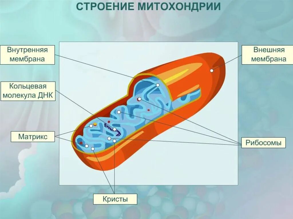 Митохондрия рнк. Структура органоидов митохондрия. Строение матрикса митохондрий. Схема строения митохондрии. Строение митохондрии ЕГЭ.