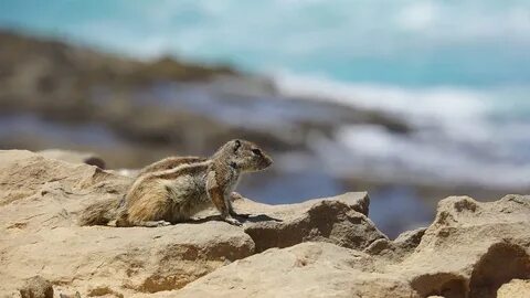 Download free HD stock image of Chipmunk Fuerteventura.