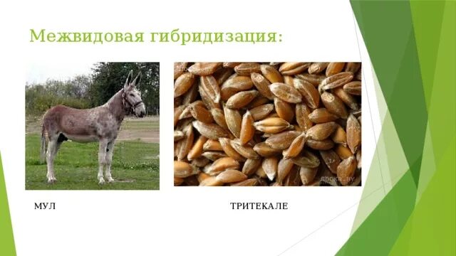 Примеры отдаленной гибридизации животных. Межвидовая гибридизация. межвидовые гибриды животных. межвидовая отдаленная гибридизация. межвидовые гибриды растений.