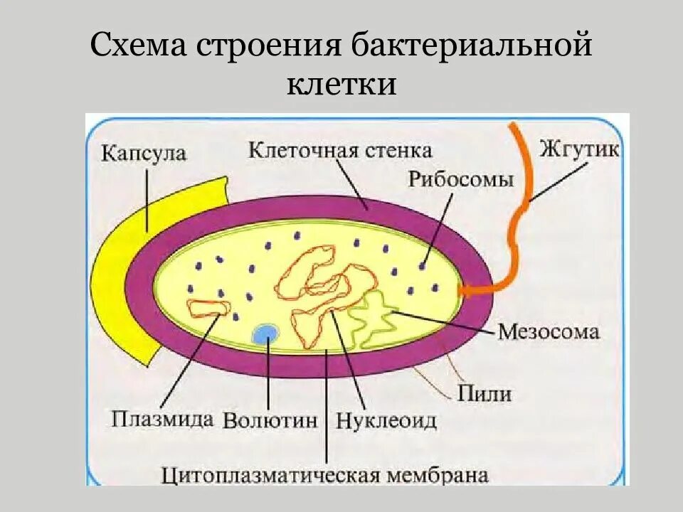 На каком рисунке изображена клетка бактерий. Схема строения бактериальной клетки. Строение бактериальной клетки рисунок. Строение бактериальной клетки 10 класс биология. Мембрана бактериальной клетки.