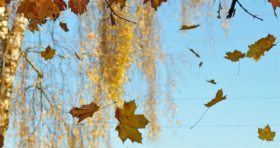 Улетают теплыми листьями