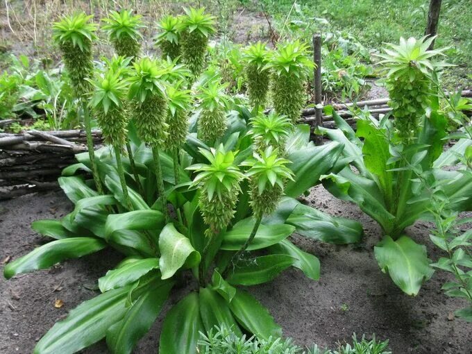 LILIA ANANASOWA 'Eucomis Autumnalis' (cebulka: 18/20) Wild Lilly Cebulki-Kwiaty.