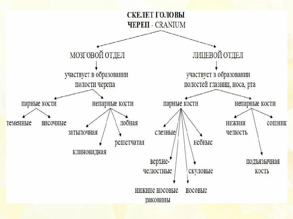 Скелет головы особенности строения. Кости мозгового и лицевого отдела черепа. Скелет головы мозговой отдел. Кости мозгового отдела черепа таблица. Схема скелет головы кости и соединения.