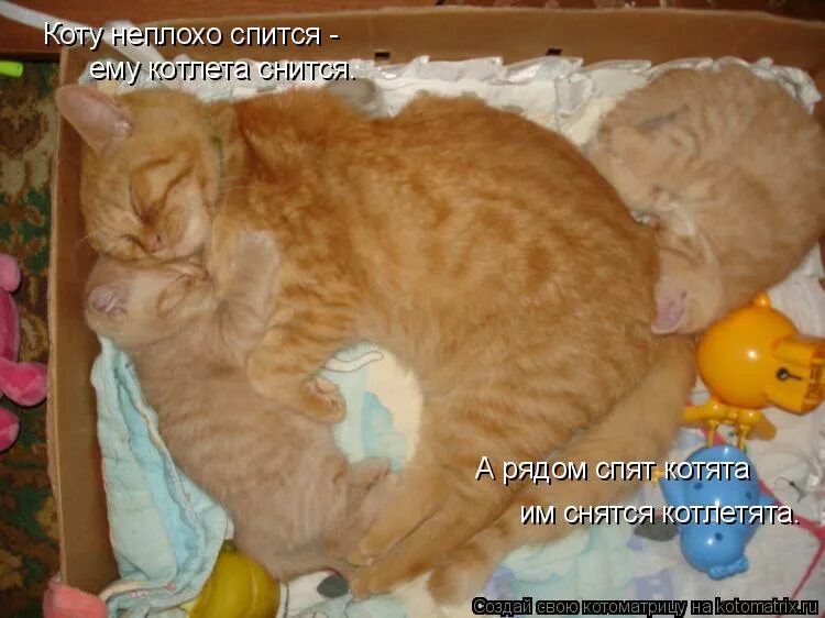 К чему снится видеть котенка. Коту котлета снится. а рядом спят котята им снятся. котята им снятся котлетята. коту прекрасно спится коту котлета снится.