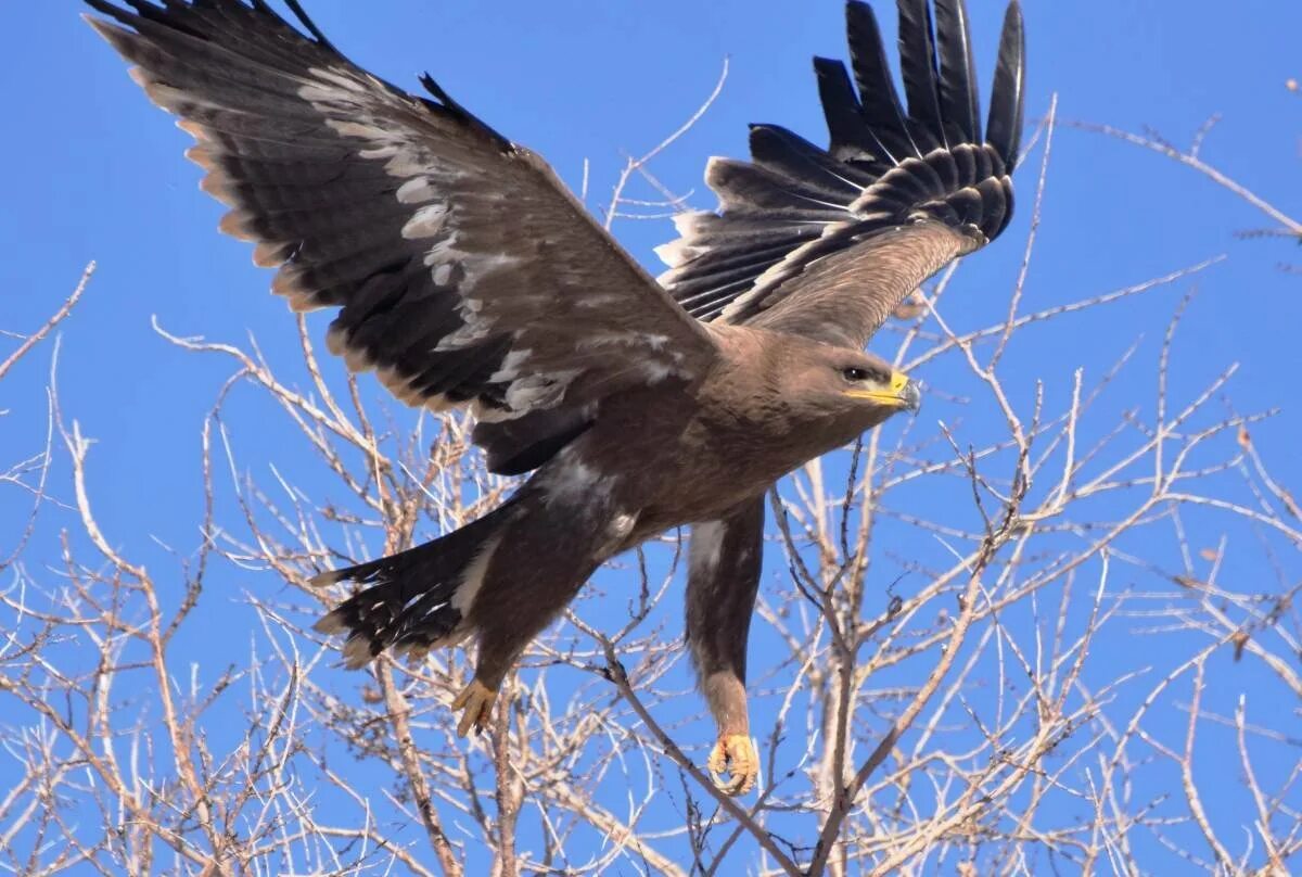 Степной орёл Aquila nipalensis Hodgson, 1833. Степной Орел Aquila Rapax. Степной сизый Орел. Aquila Rapax nipalensis - Степной Орел. Орел степная птица