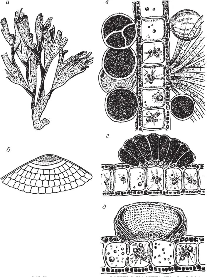 Клетка бурой водоросли. Диктиота водоросль. Структура таллома диатомовых водорослей. Dictyota Тетраспорангий. Диктиота жизненный цикл.