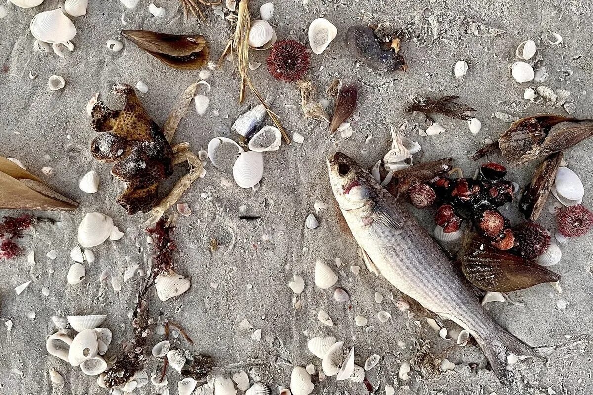 Сон мертвые рыбки. Рыба в Мертвом море. Рыба на берегу.