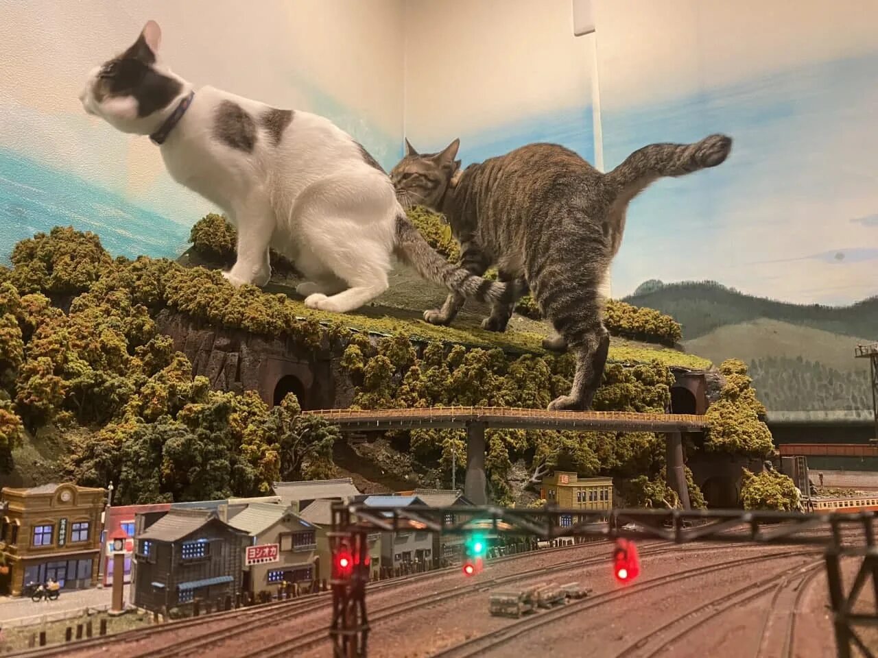 Диорама Япония. Огромный кот в Японии. Диорама котики. Гигантский кот в Токио. Увидеть огромного кота