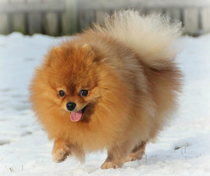 Японский померанский шпиц. Карликовый померанцевый шпиц. Малый немецкий шпиц кляйншпиц. Собачка шпиц померанский. Померанцевый шпиц.