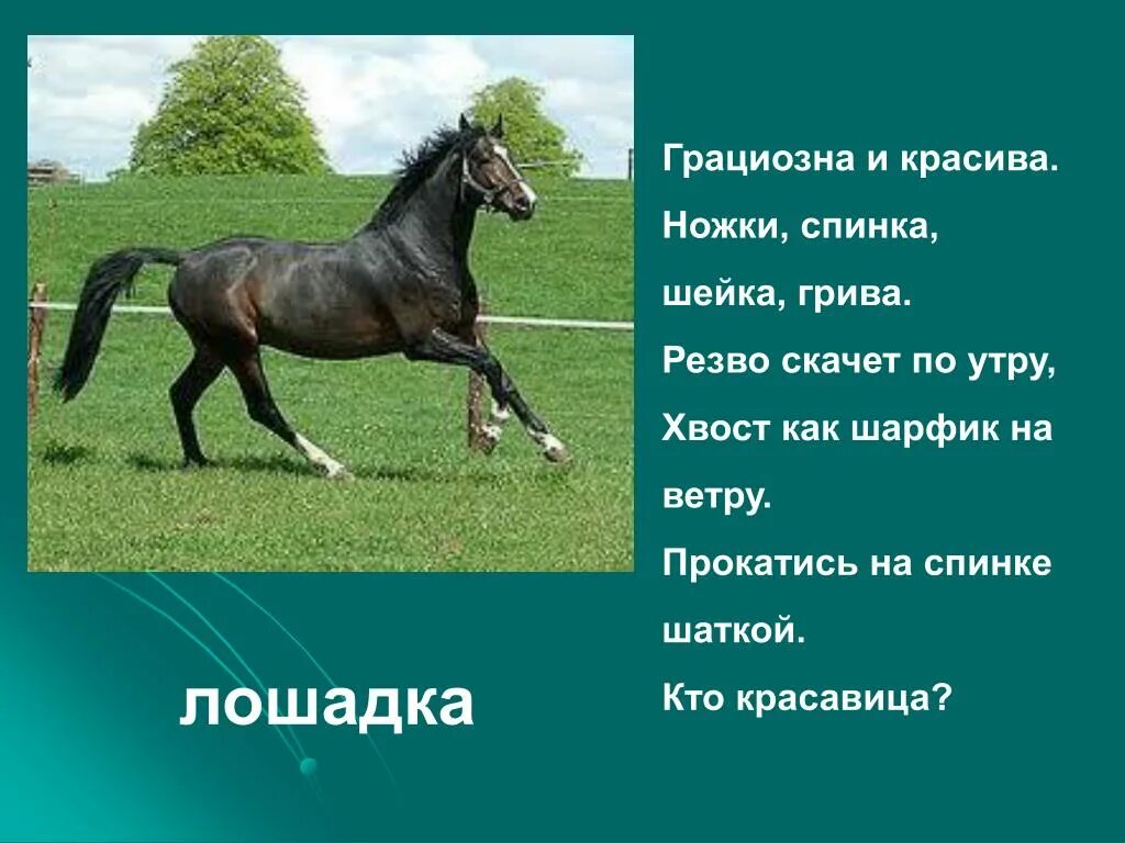 Описание лошади. Лошадь для презентации. Рассказ о лошади. Описание лошади для детей.